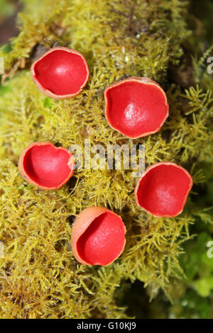 Scarlet Elf Cup Sarcoscypha coccinea cresce su un registro di muschio a Dibbinsdale LNR, Wirral, Regno Unito Foto Stock