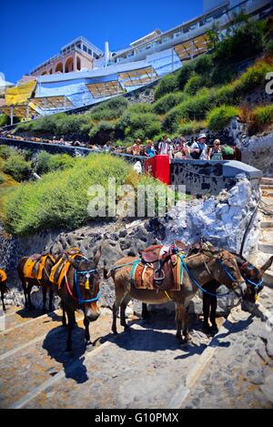 Mulo taxi e asino di equitazione a Fira, Santorini, una tradizione crudele che contribuisce all'abuso di animali, secondo le associazioni Foto Stock