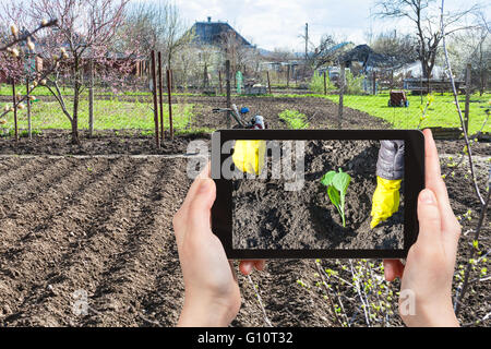 Concetto di giardinaggio - contadino le fotografie la piantagione di cavolo germoglio nel terreno arato nella stagione primaverile su tablet pc Foto Stock