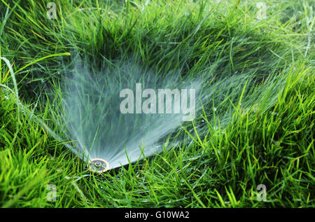 Piccoli impianti sprinkler acqua incorporato in Prato Foto Stock