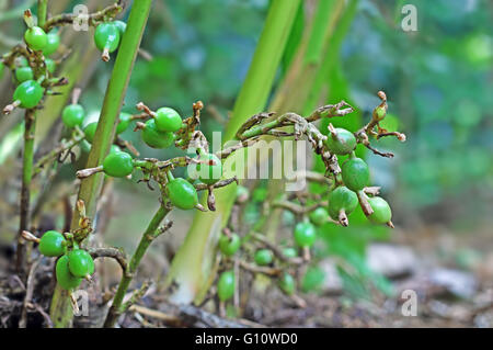 Verde immaturo e i semi di cardamomo in pianta in Kerala, India. Il cardamomo è il terzo più costoso spice in peso. Foto Stock