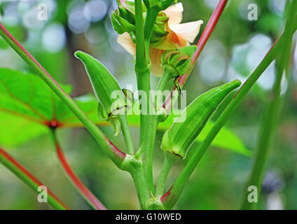 Gara, acerbi lady del dito, okra, in orto in India. Sottogruppo: Malvceae Foto Stock