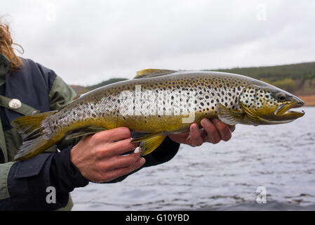 Grandi trote fario selvatiche appena pescato su Fisherman's mani prima del rilascio Foto Stock