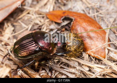 Una femmina di Rainbow Scarabeo scarabeo (Phanaeus igneo) spinge una sfera di un sterco. Foto Stock
