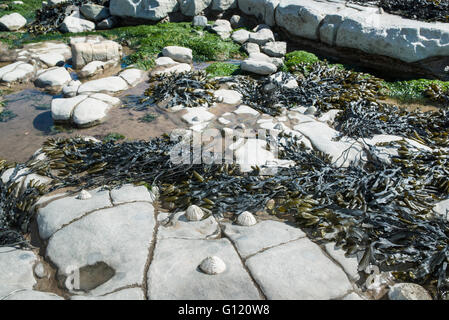 Limpet le conchiglie e le alghe sulle rocce con piscine di roccia. Foto Stock