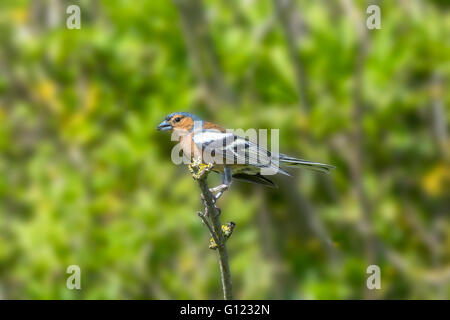 Maschio di fringuello appollaiato su un ramo in alberi Foto Stock