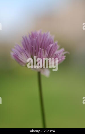 Allium schoenoprasum, erba cipollina, unico viola fiore di erbe oggetto, sfondo verde Foto Stock