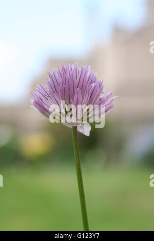 Allium schoenoprasum, erba cipollina, unico viola fiore di erbe oggetto, sfondo verde Foto Stock