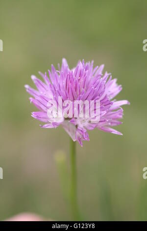 Allium schoenoprasum, erba cipollina, unico viola fiore di erbe oggetto, sfondo verde Foto Stock