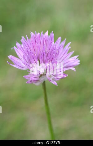 Allium schoenoprasum, erba cipollina, unico viola fiore di erbe oggetto, sfondo verde Foto Stock