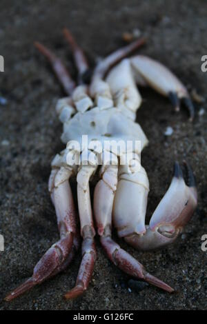 Morti otto zampe granchio rosa su di una spiaggia di sabbia Foto Stock