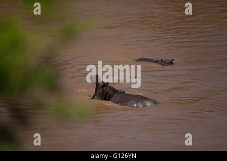 Ippopotami nuotare nel fiume di Mara Foto Stock