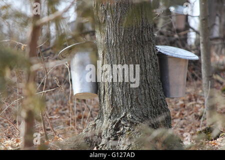 Secchi di metallo sugli alberi per la raccolta di SAP per produrre lo sciroppo d'acero. Foto Stock