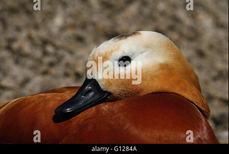 Casarca (Tadorna ferruginea) Foto Stock