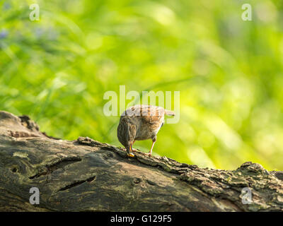 Bella Dunnock (Prunella modularis) rovistando nel bosco impostazione. 'Depicted su un registro, isolata contro uno sfondo di bosco " Foto Stock