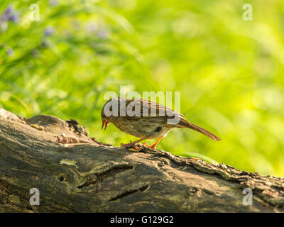 Bella Dunnock (Prunella modularis) rovistando nel bosco impostazione. 'Depicted su un registro, isolata contro uno sfondo di bosco " Foto Stock