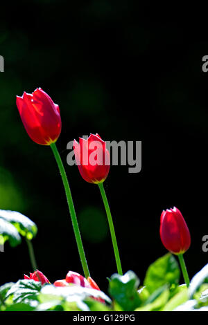 Red Tulip fiori da giardino ( Tulipa sp.) back lit Foto Stock