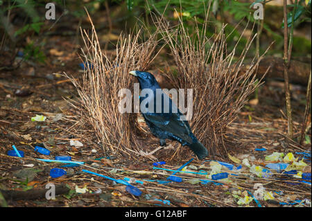 Satin Bowerbird (Ptilonorhynchus tendente al violaceo) maschio in bower decorate con trovati oggetti blu e fiori gialli, Lamington compit Foto Stock