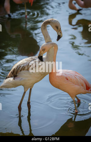 Foto di gruppo di Flamingo in lo zoo di Houston Foto Stock