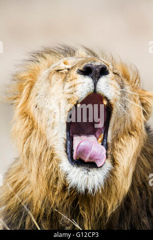 Leone africano nel parco nazionale di Kruger, Sud Africa ; Specie panthera leo di famiglia Felidae Foto Stock