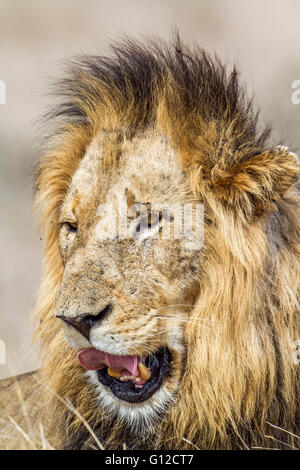 Leone africano nel parco nazionale di Kruger, Sud Africa ; Specie panthera leo di famiglia Felidae Foto Stock