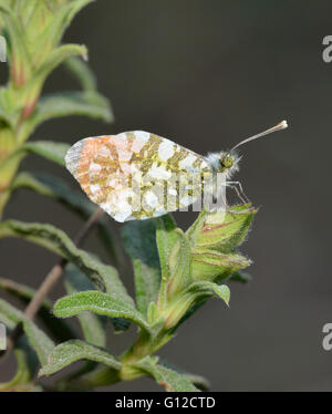 Punta arancione Butterfly - Anthocaris cardamines phoenissa maschio a riposo Foto Stock