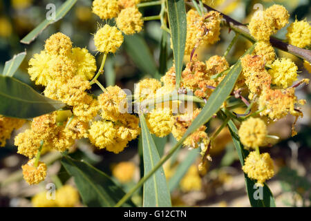 Golden graticcio - fiori di acacia pycnantha arbusto naturalizzate Foto Stock