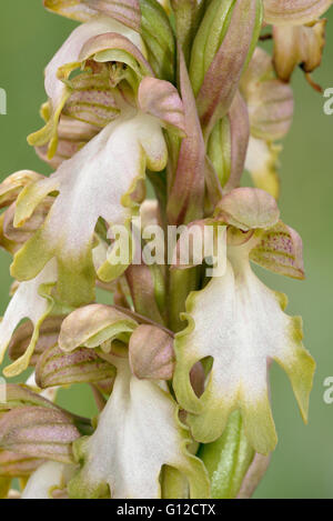 Giant Orchid - Himantoglossum robertianum Mediterraneo grande Orchid, modulo di colore verde Foto Stock