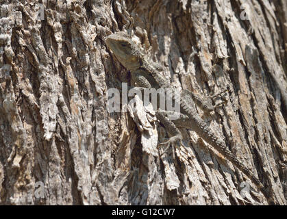 Starred AGAMA SA - Laudakia stellio lucertola sul tronco di albero Foto Stock