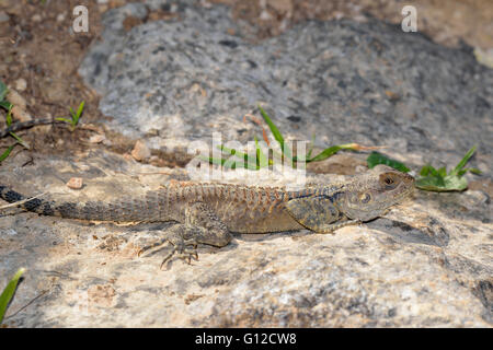 Starred AGAMA SA - Laudakia stellio Lizard su una roccia Foto Stock