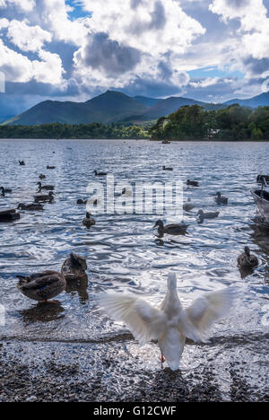 Anatre su Derwentwater con la collina Catbells nella distanza. Il Lake District. Cumbria North West England. Foto Stock