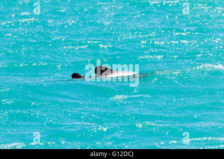 Hector i delfini con vitello, Akaroa, Nuova Zelanda Foto Stock