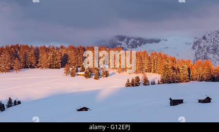 Luce del sole al tramonto sull'altopiano montano dell'Alpe di Siusi, stagione invernale. Chalets e foresta di conifere, neve. Le Dolomiti Gardena. Alpi Italiane. Foto Stock