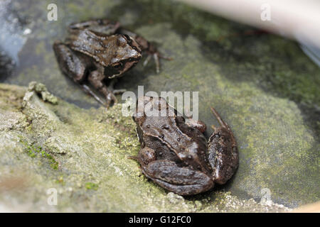 Inglese comune rane rana temporaria in un laghetto in giardino Foto Stock