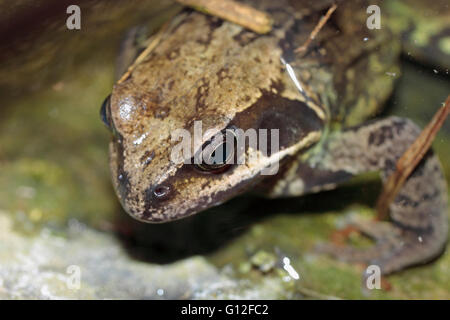 Inglese comune rana temporaria rana in un laghetto in giardino Foto Stock