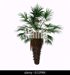 Chamaerops humilis è un arbusto-come mucchi di Palm, con vari steli crescente da una singola base. Foto Stock