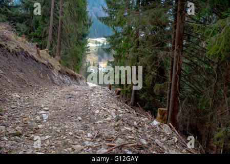 Strada in foreste di montagna Foto Stock