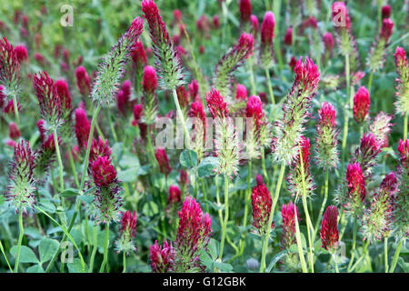 Trifoglio di cremisi " Trifolium incarnatum " fioritura nel campo verde. Foto Stock