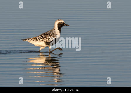 Rospo o grigio plover (Pluvialis squatarola) in allevamento piumaggio sulla Ocean Beach, Galveston, Texas, Stati Uniti d'America. Foto Stock