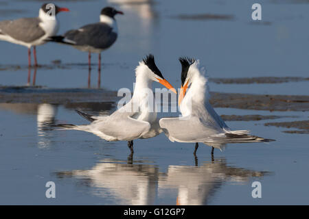 Il corteggiamento di royal sterne (Thalasseus maximus) all'Ocean Beach, a Galveston, Texas, Stati Uniti d'America. Foto Stock