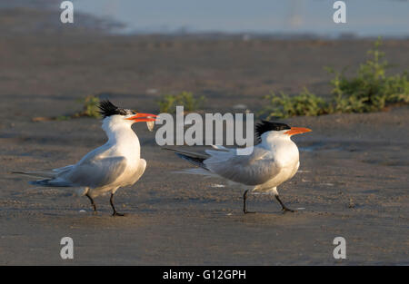 Il corteggiamento di royal sterne (Thalasseus maximus) all'Ocean Beach, a Galveston, Texas, Stati Uniti d'America. Foto Stock