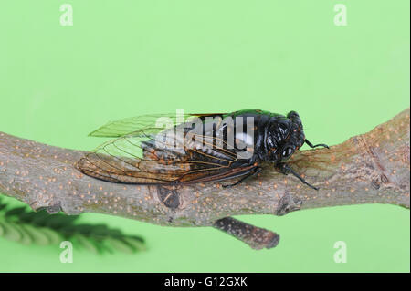 Cicala isolato su sfondo verde Foto Stock