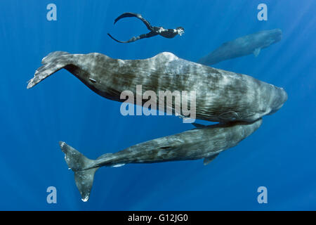 Capodoglio, madre e del polpaccio, Physeter macrocephalus Mar dei Caraibi, Dominica Foto Stock