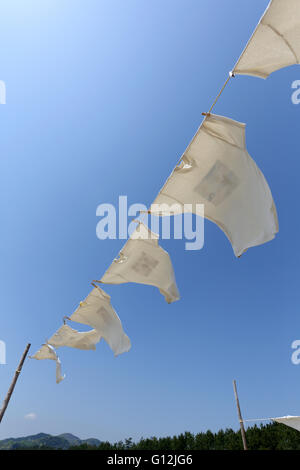 T-shirt bianche, appeso sul stendibiancheria contro il cielo blu Foto Stock