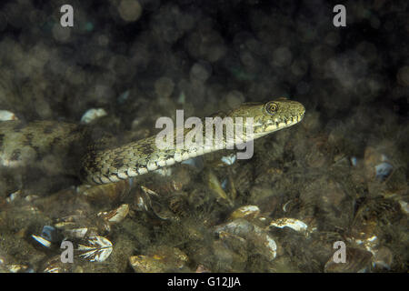 Biscia tassellata, Natrix tessellata, Lago di Lugano, Svizzera Foto Stock