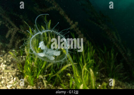 Acqua dolce, Medusa Craspedacusta sowerbii, Lago di Lugano, Svizzera Foto Stock