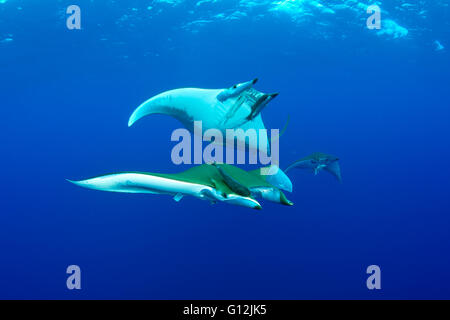 Sicklefin Devil Ray, Mobula tarapacana, Santa Maria, Azzorre, Portogallo Foto Stock