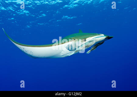 Sicklefin Devil Ray, Mobula tarapacana, Santa Maria, Azzorre, Portogallo Foto Stock