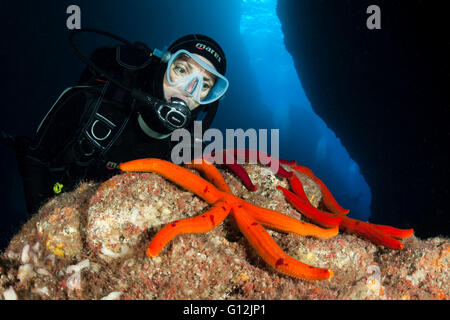 Viola stella di mare, Ophidiaster ophidianus, Santa Maria, Azzorre, Portogallo Foto Stock