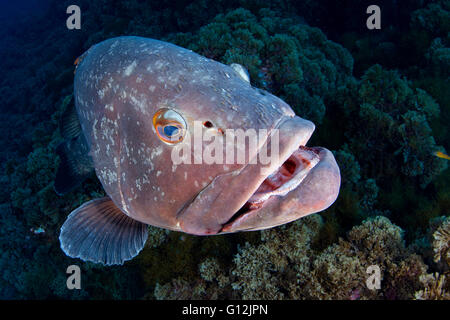 Dusky cernie, Epinephelus marginatus, Formigas, Azzorre, Portogallo Foto Stock